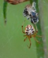/album/theridiidae/theridion-impressum3-jpg/